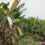 mhije_bananaplants_photo_jpg