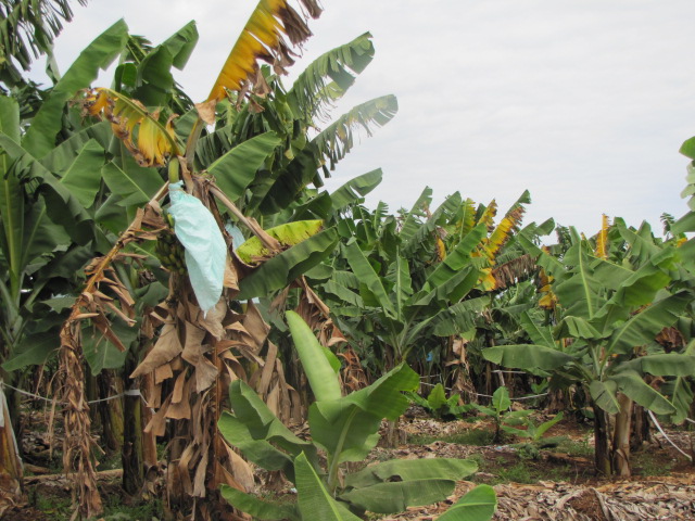 mhije_bananaplants_photo_jpg