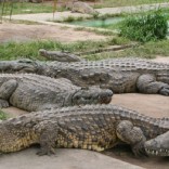 mhije_crocs_photo_jpg