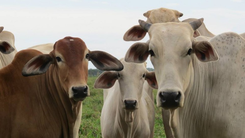mhoje_cattlebrazilgloborural_photo_jpg