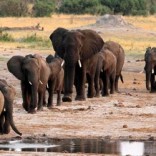 mhoje_elephantsreutershwangezim_photo_jpg