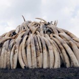 A Kenya Wildlife Service (KWS) ranger stacks elephant tusks, part of an estimated 105 tonnes of confiscated ivory to be set ablaze, on a pyre at Nairobi National Park near Nairobi, Kenya, April 20, 2016.  REUTERS/Thomas Mukoya/File Photo