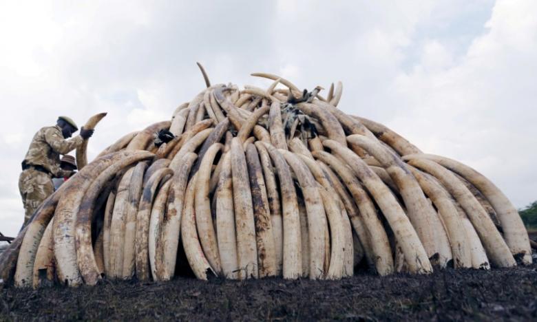 A Kenya Wildlife Service (KWS) ranger stacks elephant tusks, part of an estimated 105 tonnes of confiscated ivory to be set ablaze, on a pyre at Nairobi National Park near Nairobi, Kenya, April 20, 2016.  REUTERS/Thomas Mukoya/File Photo