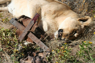 mhoje_lionbones_photo_jpg