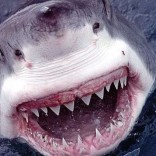 mhoje_sharkattack_photo_jpg