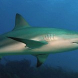 mhoje_sharksdw_photo_jpg