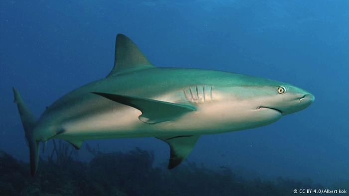 mhoje_sharksdw_photo_jpg