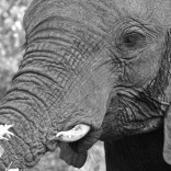 nhoje_elephants_photo_jpg