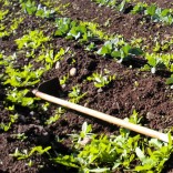 mhoje_agriculturemz3_photo_jpg