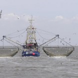 mhoje_tunafishing_photo_jpg