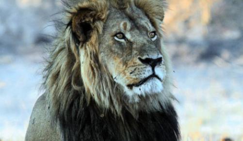 cecil