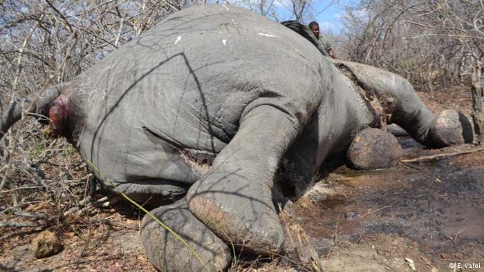 elephant
