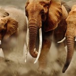 elephants