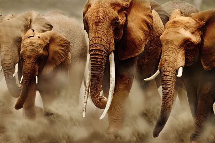 elephants