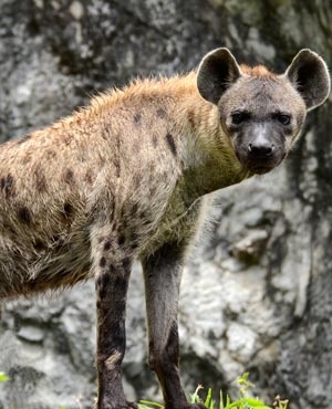 hyenas
