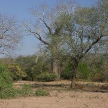 lenguwe