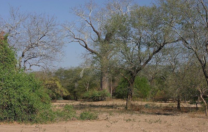 lenguwe