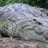 nile-crocodile-lznp_4200