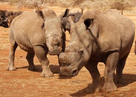Dehorned rhinos are seen at the Kruger national park in Mpumalanga province, file.    REUTERS/Ilya Kachaev