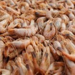 shrimpcatch
