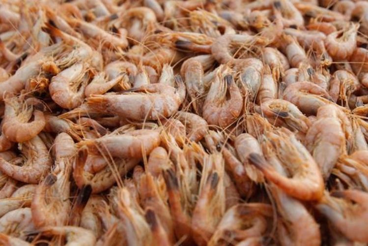 shrimpcatch