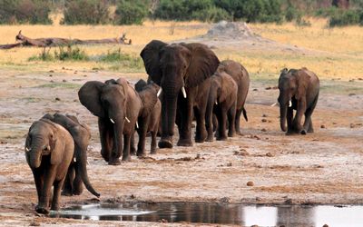 mhoje_elephantsreutershwangezim_photo_jpg