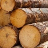 mhoje_loggingtimber_photo_jpg