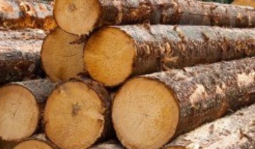 mhoje_loggingtimber_photo_jpg