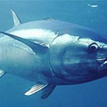 mhoje_tunafish1_photo_jpg
