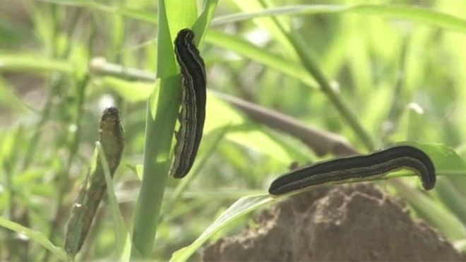 armyworms