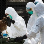 birdflu
