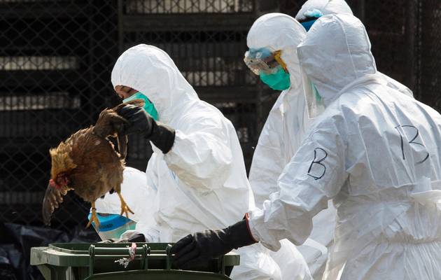 birdflu