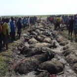 buffaloes