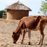 A malnourished cow walks past huts in rural Masvingo, Zimbabwe, in this picture taken January 21, 2016.   REUTERS/Philimon Bulawayo