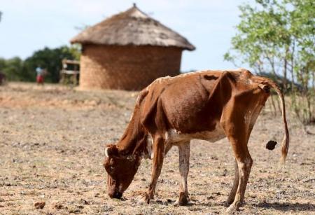 A malnourished cow walks past huts in rural Masvingo, Zimbabwe, in this picture taken January 21, 2016.   REUTERS/Philimon Bulawayo