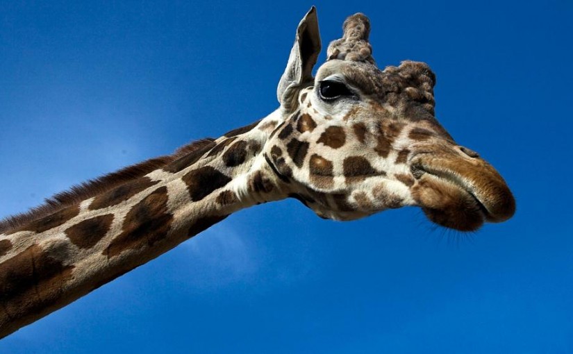 giraffes