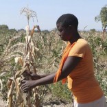 zimdrought