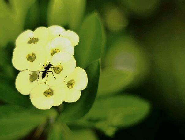 Nature 2