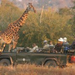 safari-1