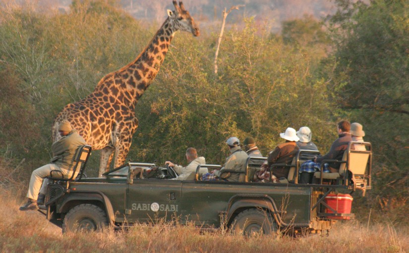 safari-1