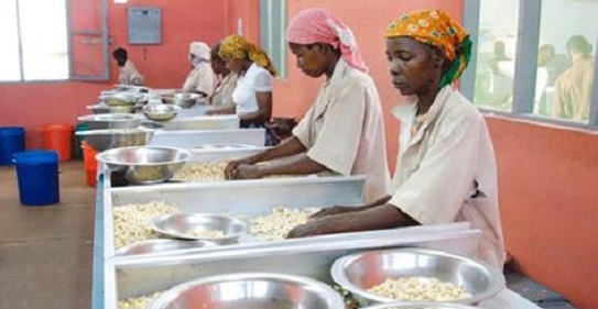 cashewworkers