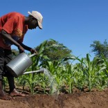 farmermalawi