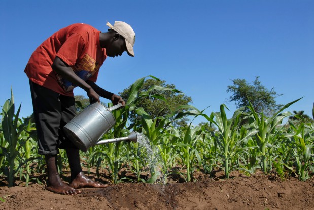 farmermalawi