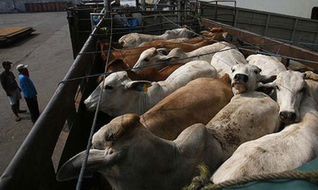 livestock (1)