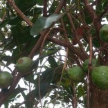 macadamia