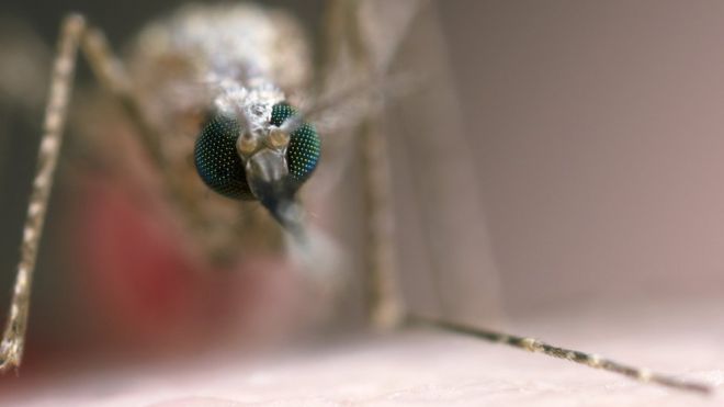 malariamosquito