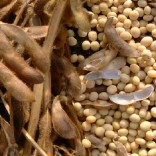 soybeans