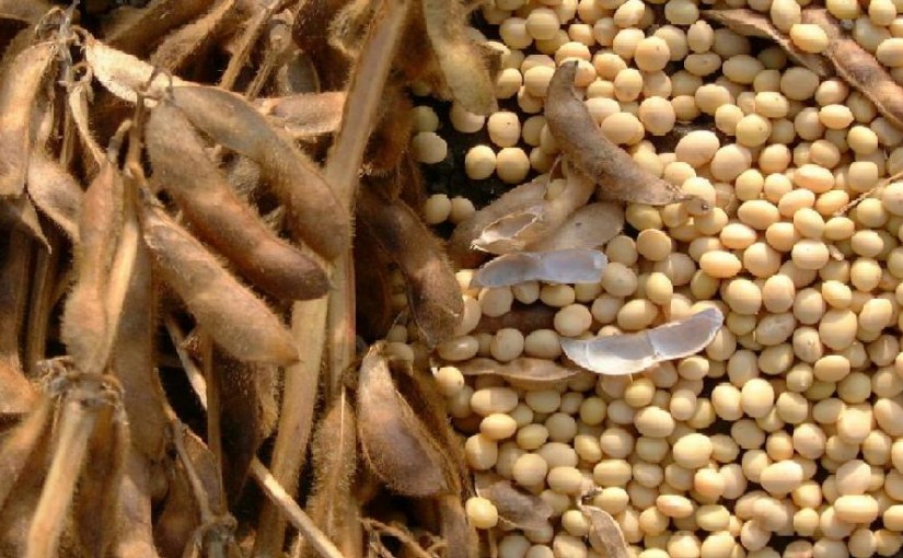 soybeans