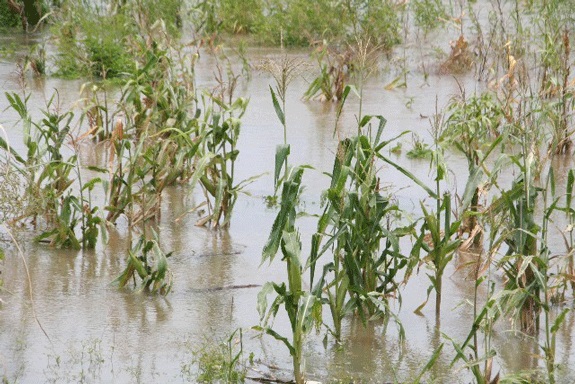zambezi