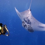 MantaRayBayYap-Manta+Diver1-MikeVeitch